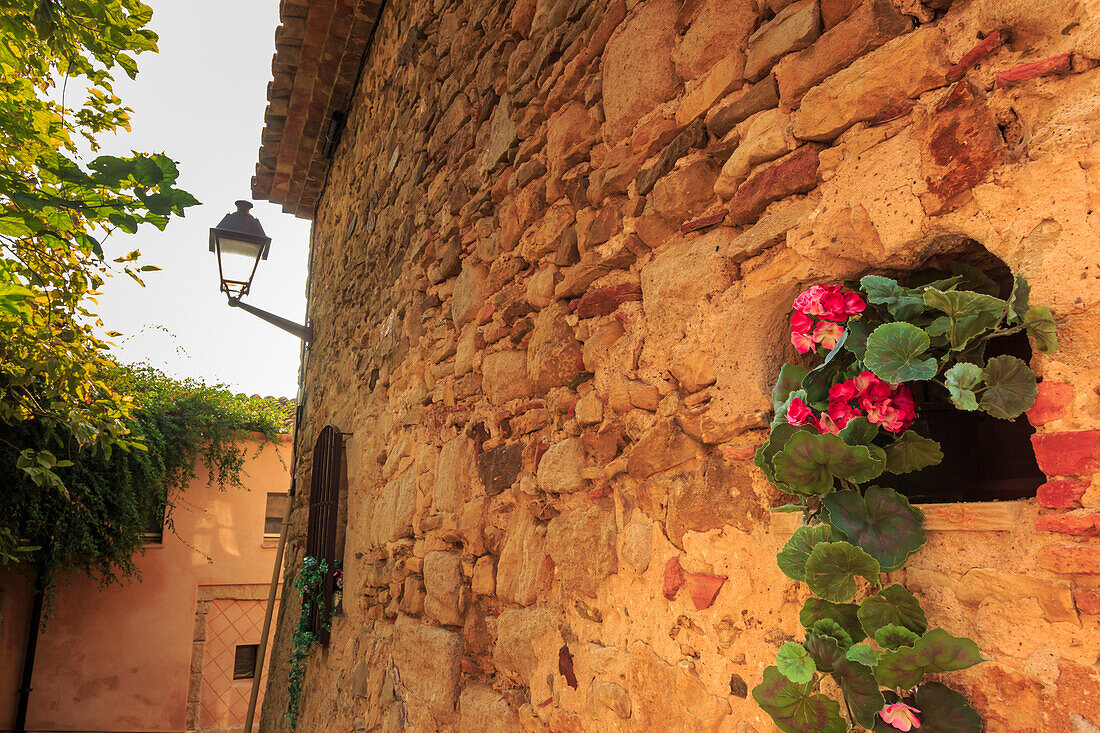 Gorgeous medieval village, geranium with pink flowers in old stone wall, Peratallada, Baix Emporda, Girona, Catalonia, Spain, Europe