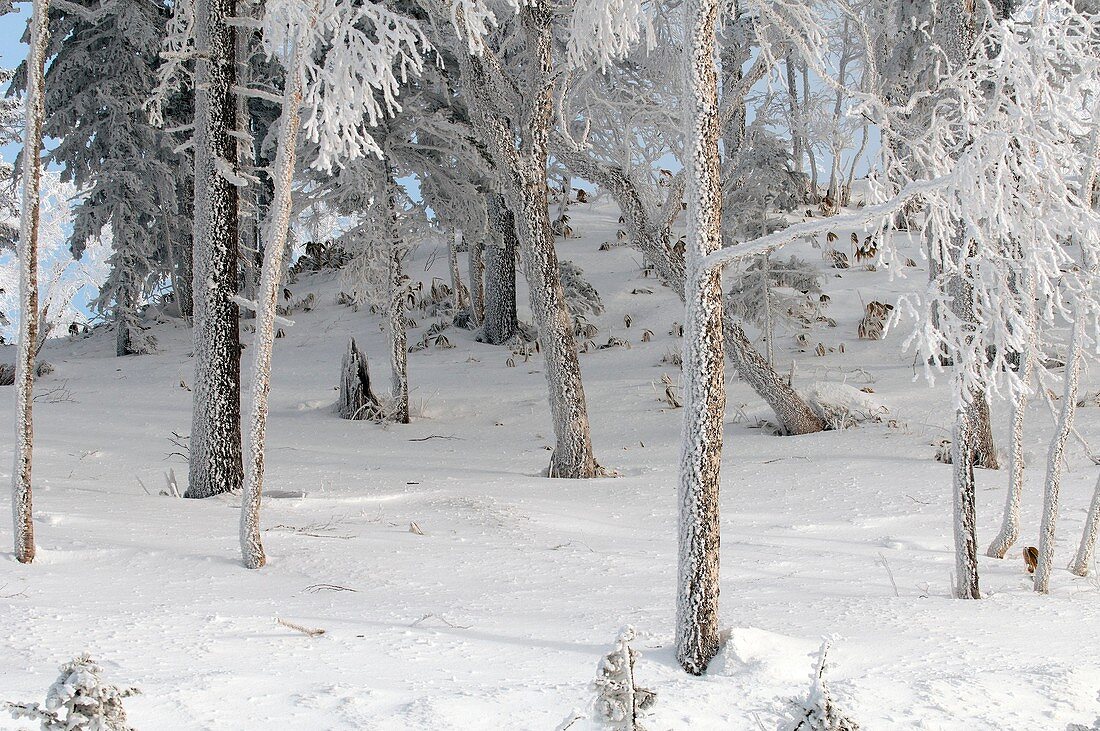 Landscape in winter, Hokkaido, Japan.