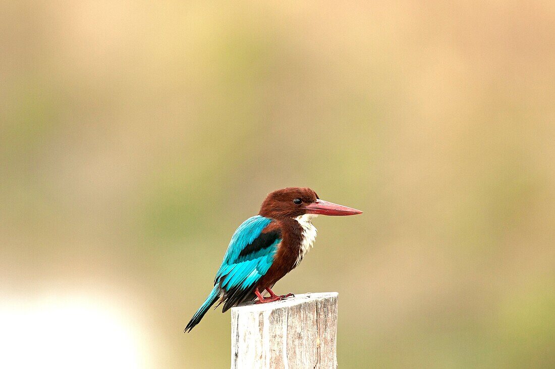 White-throated kingfisher (Halcyon smyrnensis), Thailand