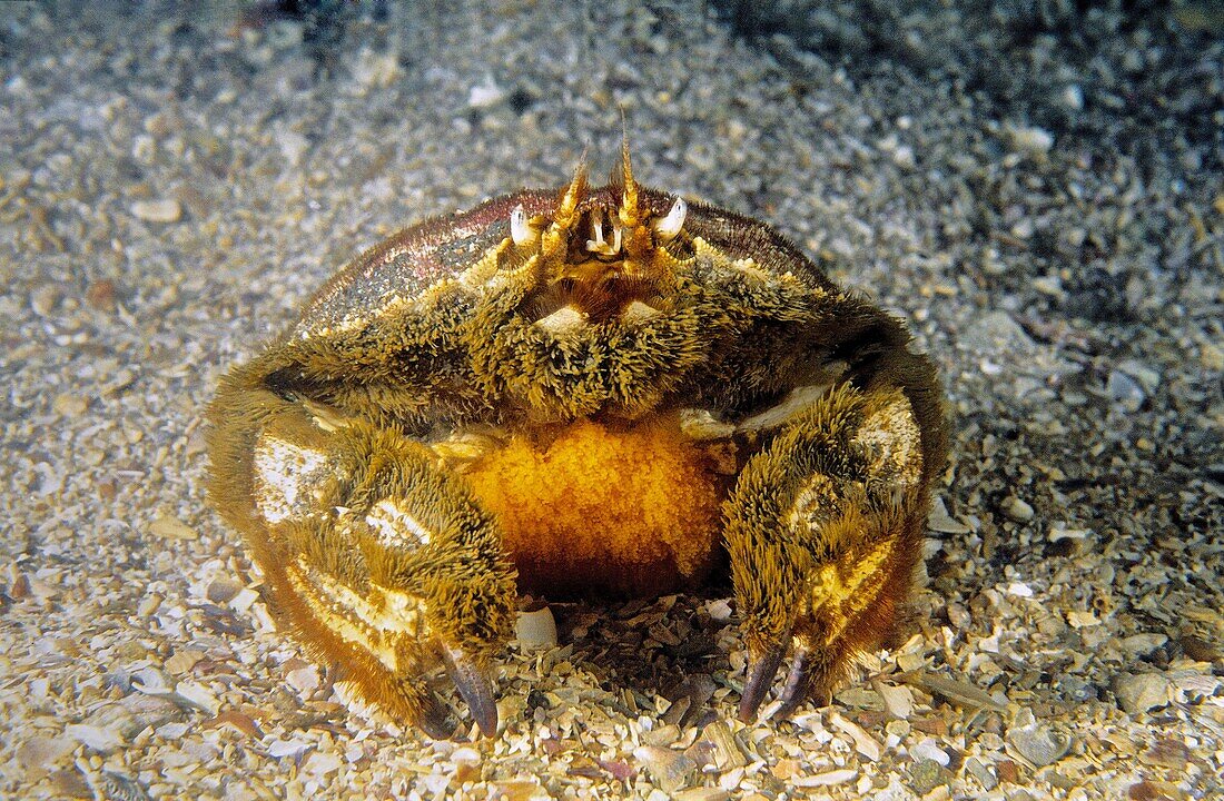 Ovate crustacean. Ovate Circular crab (Atelecyclus undecimdentatus). Eastern Atlantic. Galicia. Spain