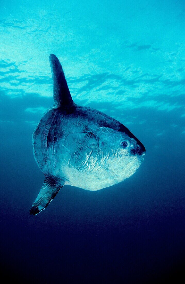 Sunfish (Mola mola). Eastern Atlantic. Galicia. Spain