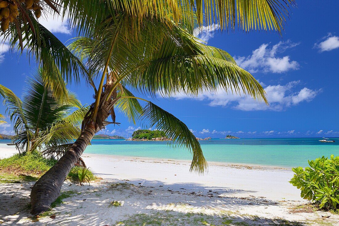 Tropical Beach, Praslin Island, Seychelles, Indian Ocean, Africa.