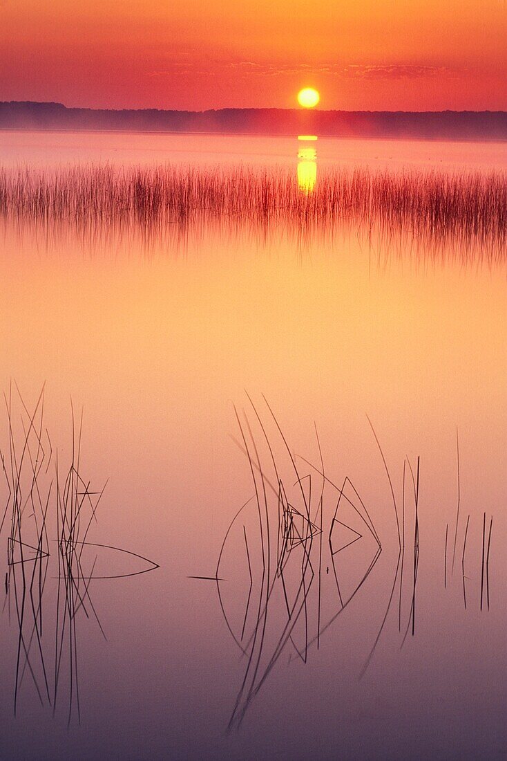 Lake Mindemoya with reed bed at sunrise, Mindemoya/Spring Bay, Ontario, Canada.