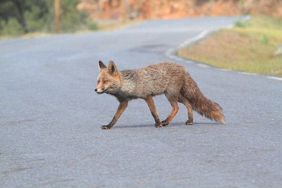 Red Fox (Vulpes vulpes). Monfrague National Park, Extremadura, Spain.