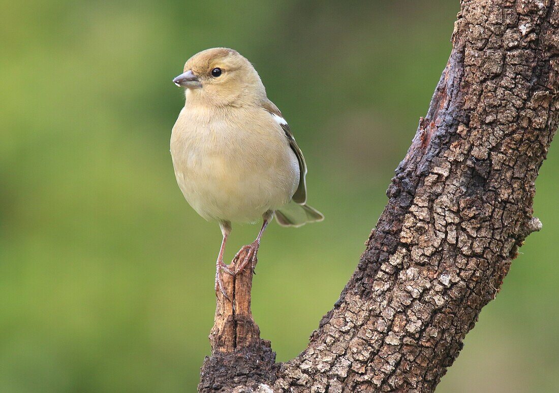 Pinzón Vulgar hembra, (Fringilla coelebs) en el Parque Nacional de Monfragüe, Extremadura, España.