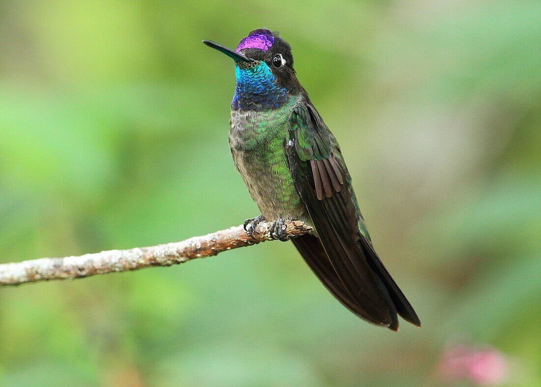 Colibrí Magnifico, ( Eugenes fulgens) macho, en la reserva biologica de Monteverde. Costa Rica.