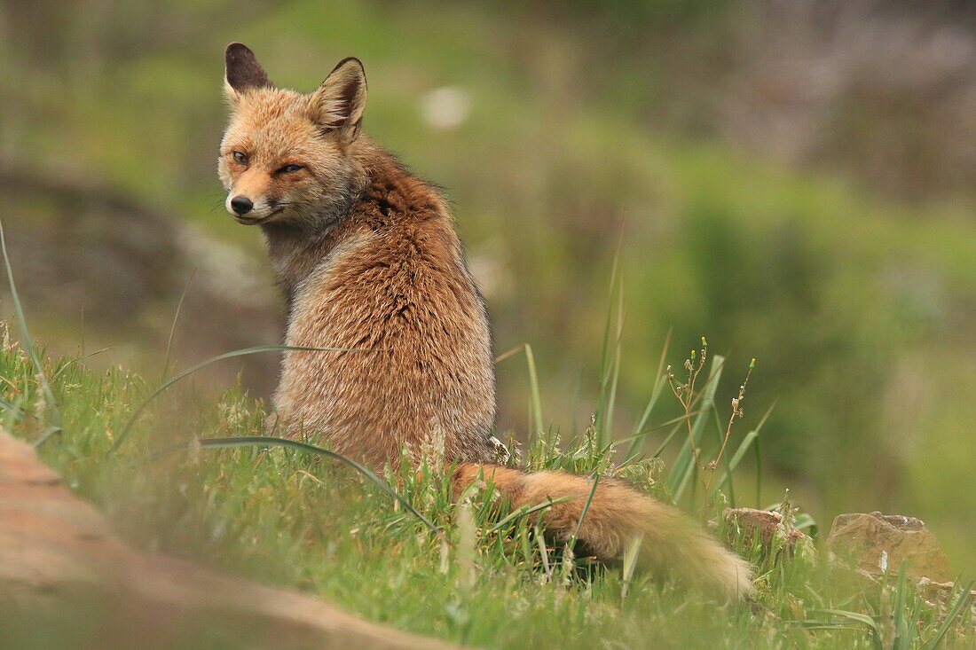 Un zorro Común (vulpes vulpes) en el Parque Nacional de Monfragüe, Caceres, Extremadura, España.