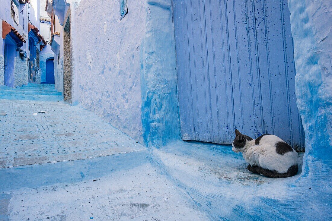 Marokko, Chefchaouen, Medina, Katze sitzt in blauer Gasse