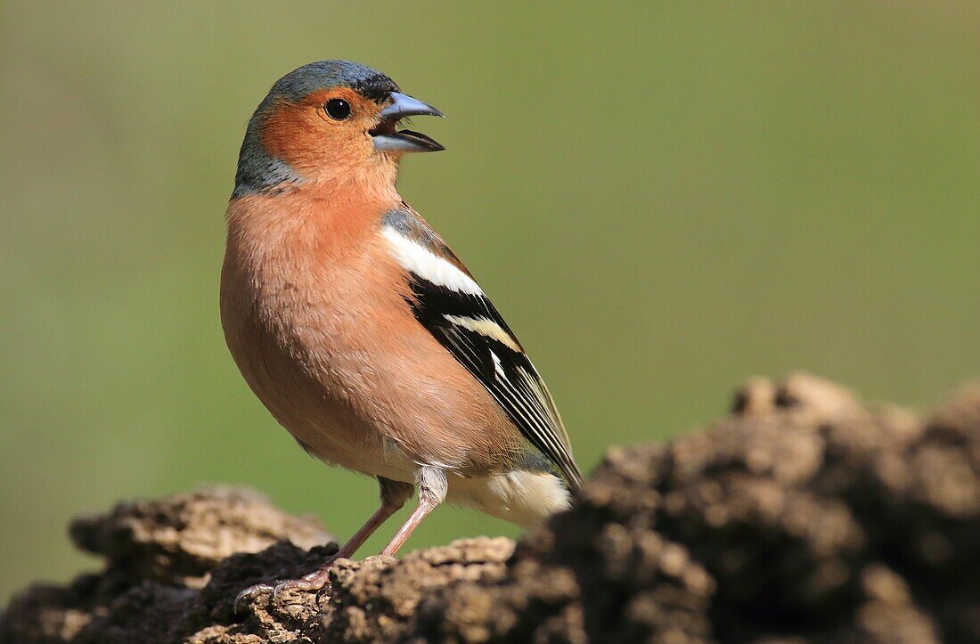 Common chaffinch (Fringilla coelebs), male , Spain 