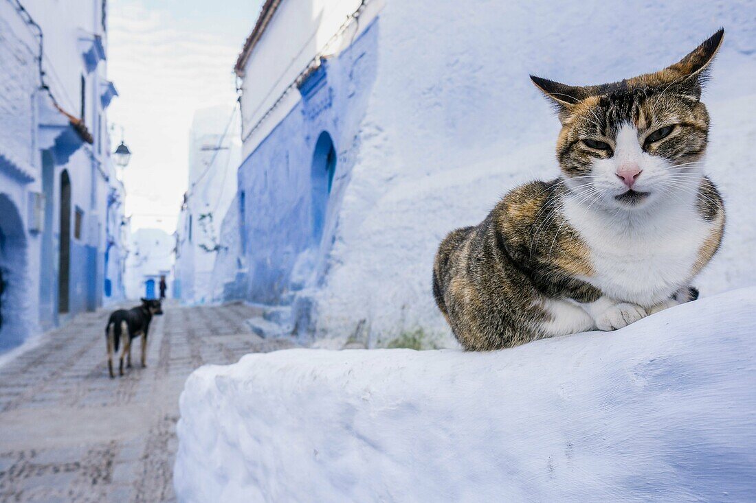 Marokko, Chefchaouen, Medina, Katze sitzt in blauer Gasse