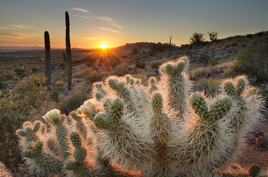 Teddy Bear Cholla cactus (Cylindropuntia bigelovii) illuminated by the setting sun, Superstition Mountains Arizona.