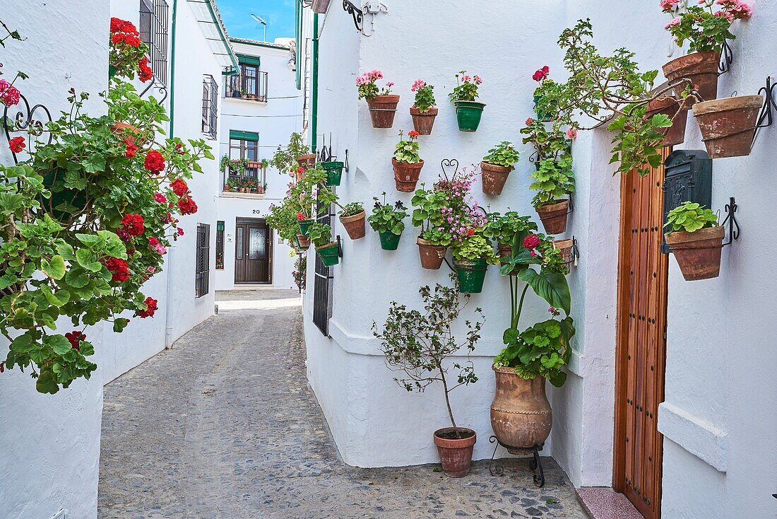 Flowerpots in Barrio de la Villa (old quarter), Priego de Cordoba, Sierra de la Subbetica, Route of the Caliphate, Cordoba province, Andalusia, Spain.