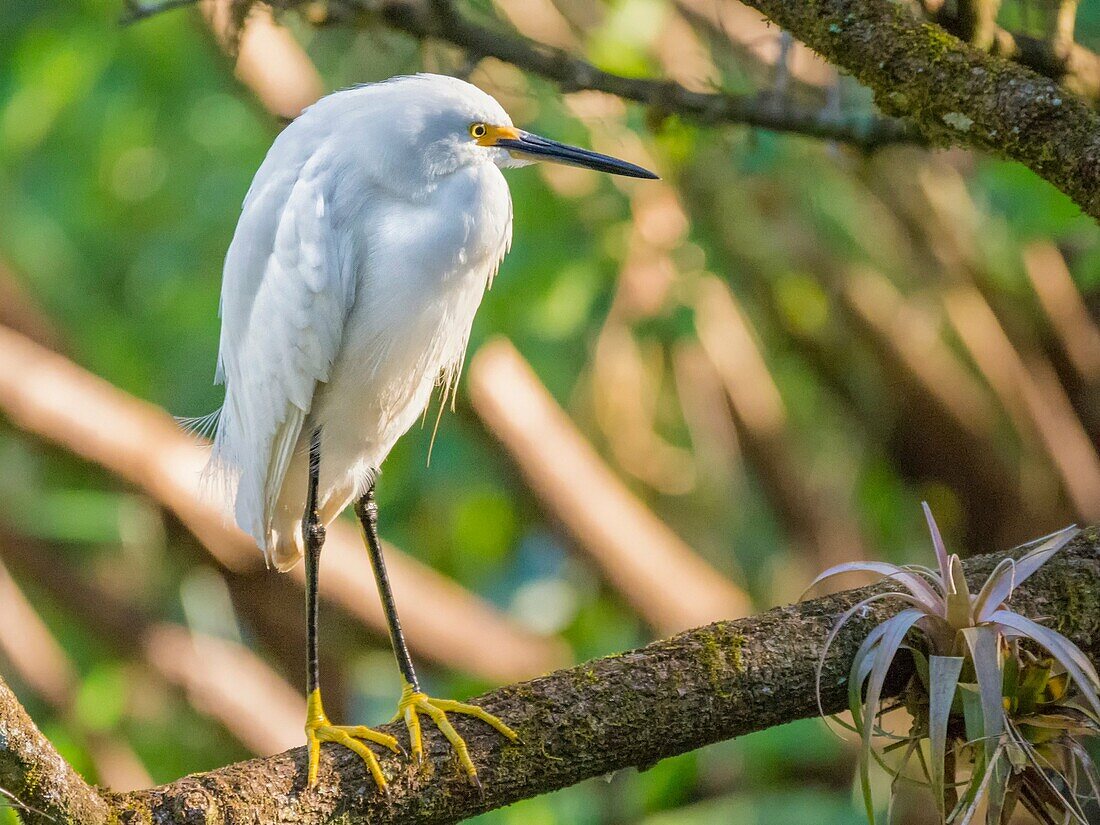 Corkscrew Swamp Florida White Egret.