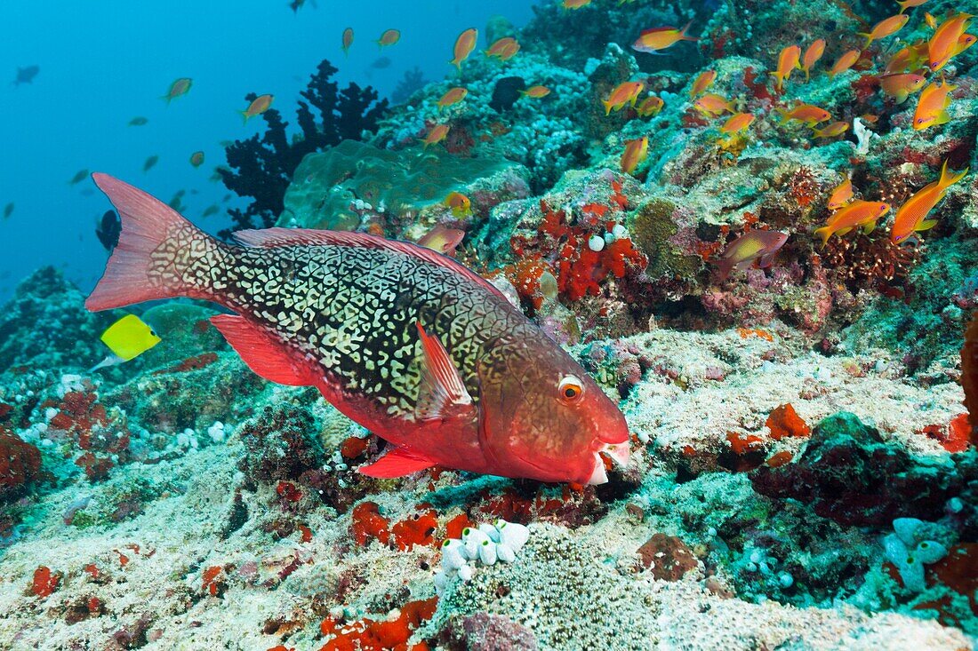 Redlip Parrotfish, Scarus rubroviolaceus, North Male Atoll, Maldives.