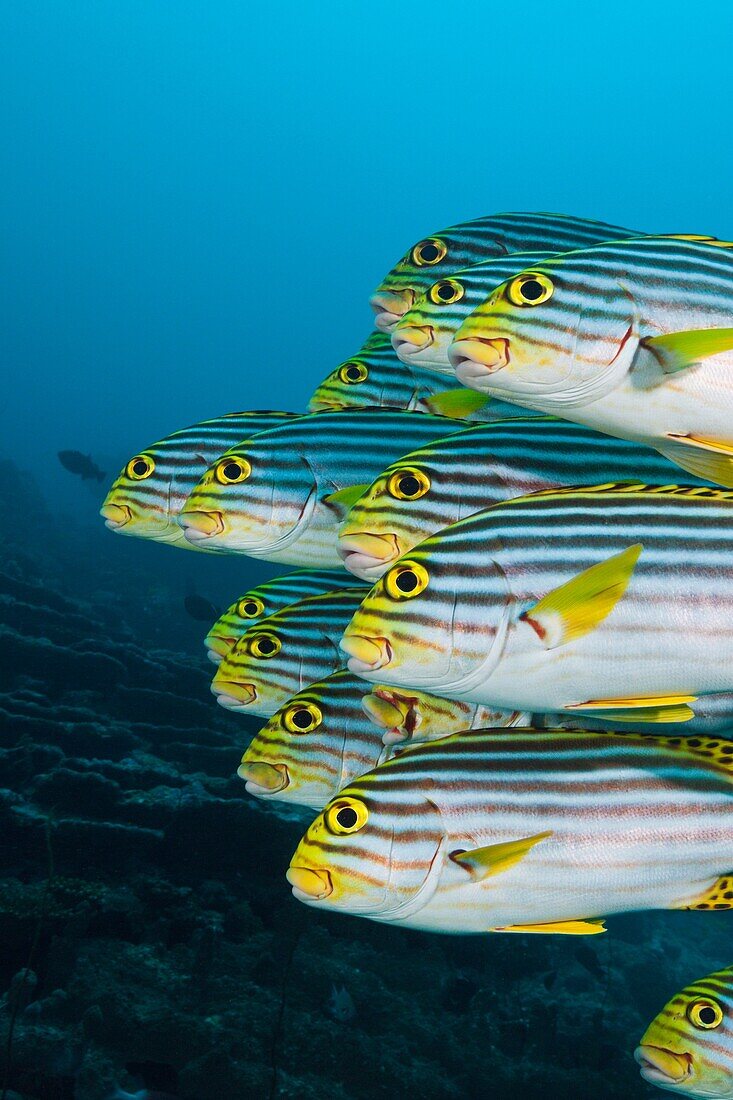 Shoal of Oriental Sweetlips, Plectorhinchus vittatus, North Male Atoll, Maldives.