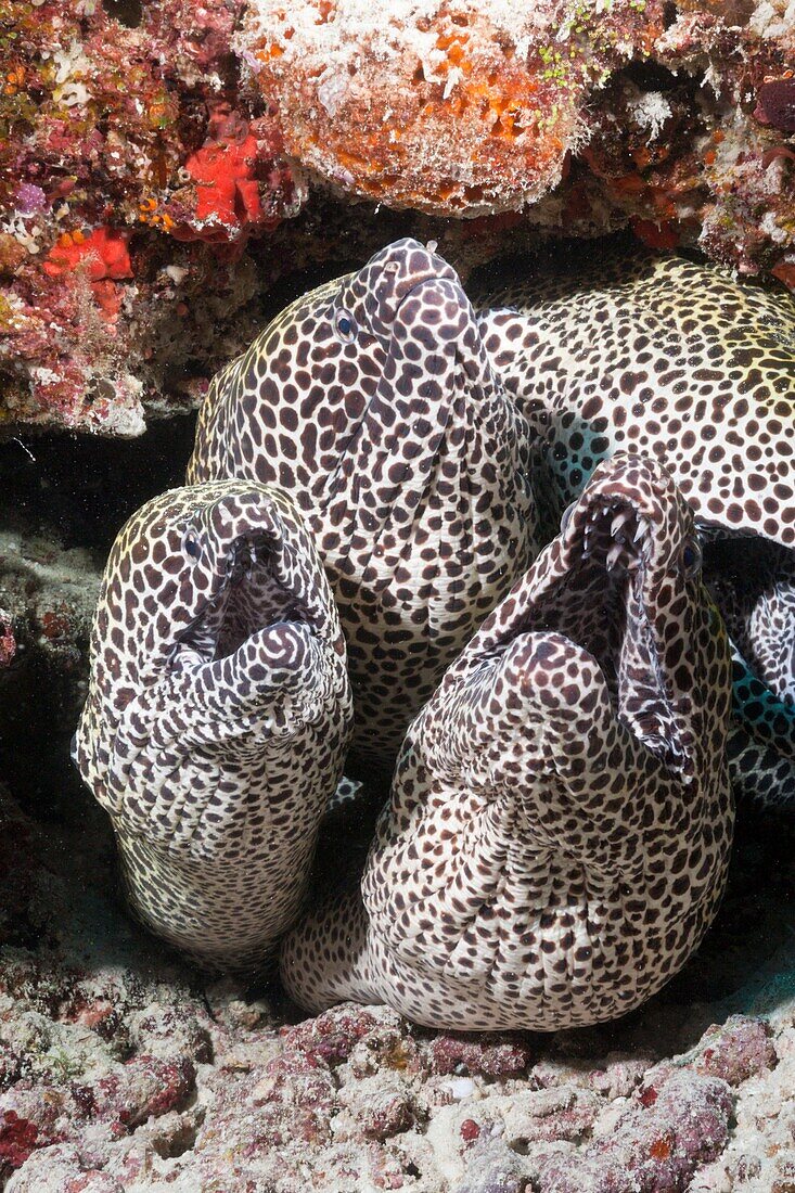Group of Honeycomb Moray, Gymnothorax favagineus, North Male Atoll, Maldives.