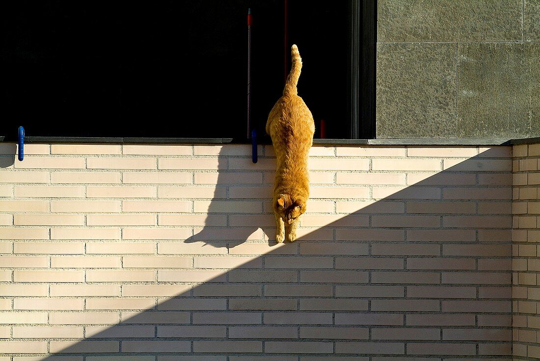 Cat playing with the shadows,location banyoles,girona,catalonia,spain,.