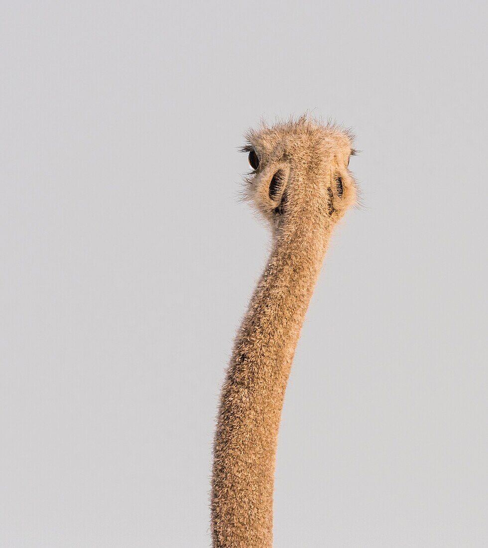 Ostrich foreground (Struthio camelus). Etosha National Park. Namibia. Africa