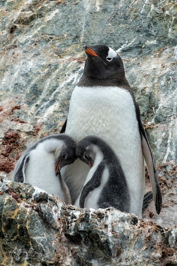 Gentoo penguin mother with two chicks on a rocky outcropping in Antarctica.