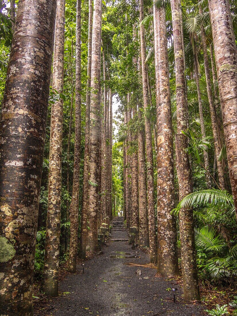 Kauri Pines in Peronella Park, Queensland - the pattern won the trees was used for camouflage designed for the Australian army.