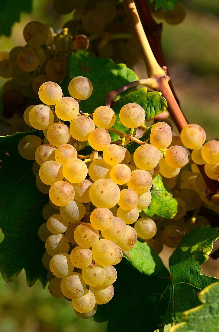 Europe, Switzerland, canton Vaud, La Côte, Nyon district, Mont-sur-Rolle, vineyards in autumn, Muscat Ottonel grapes