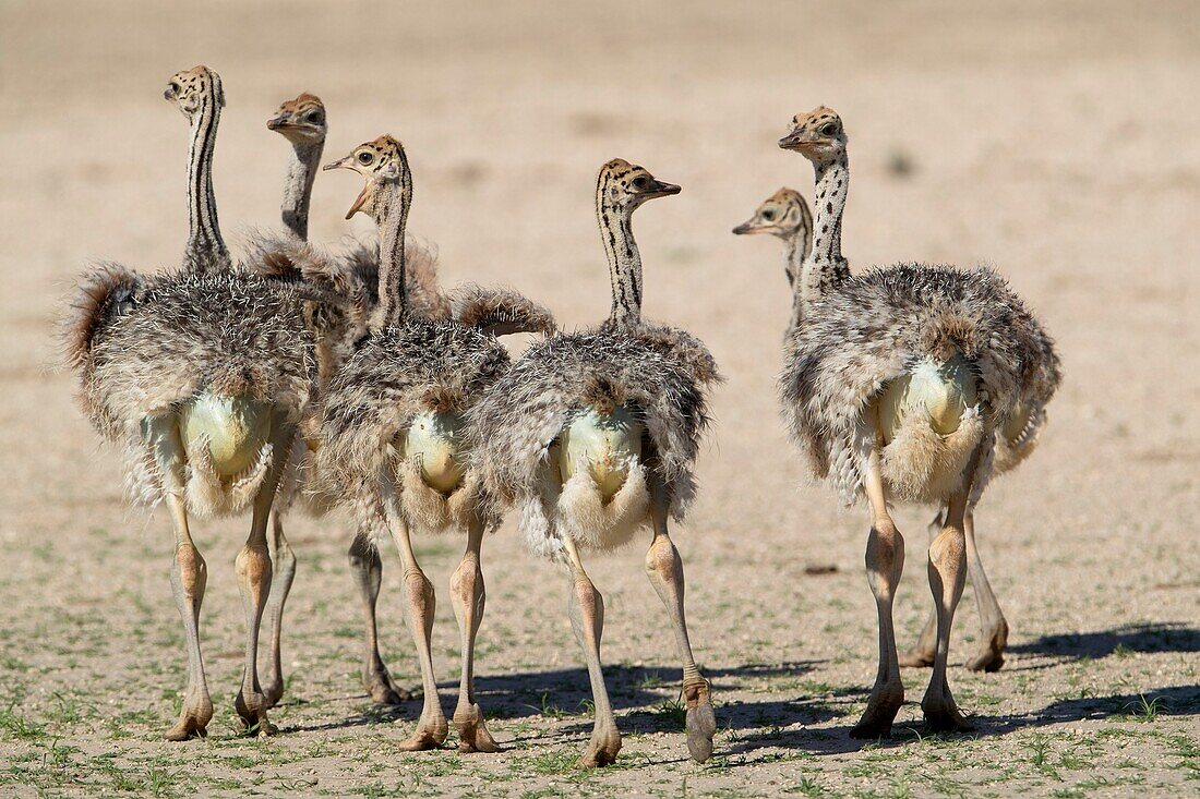 Common ostrich (Struthio camelus) - Youngs, Kgalagadi Transfrontier Park, Kalahari desert, South Africa.