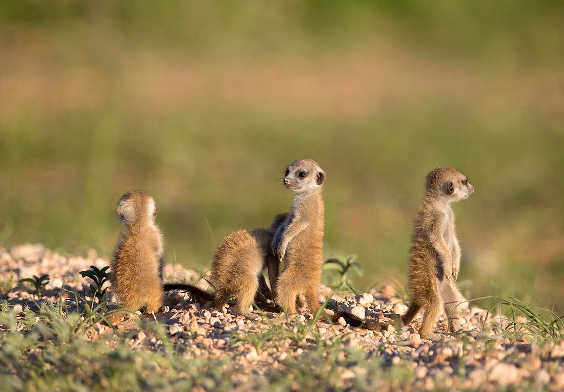 Suricate (Suricata suricatta) - Youngs, Kgalagadi Transfrontier Park, Kalahari desert, South Africa/Botswana.