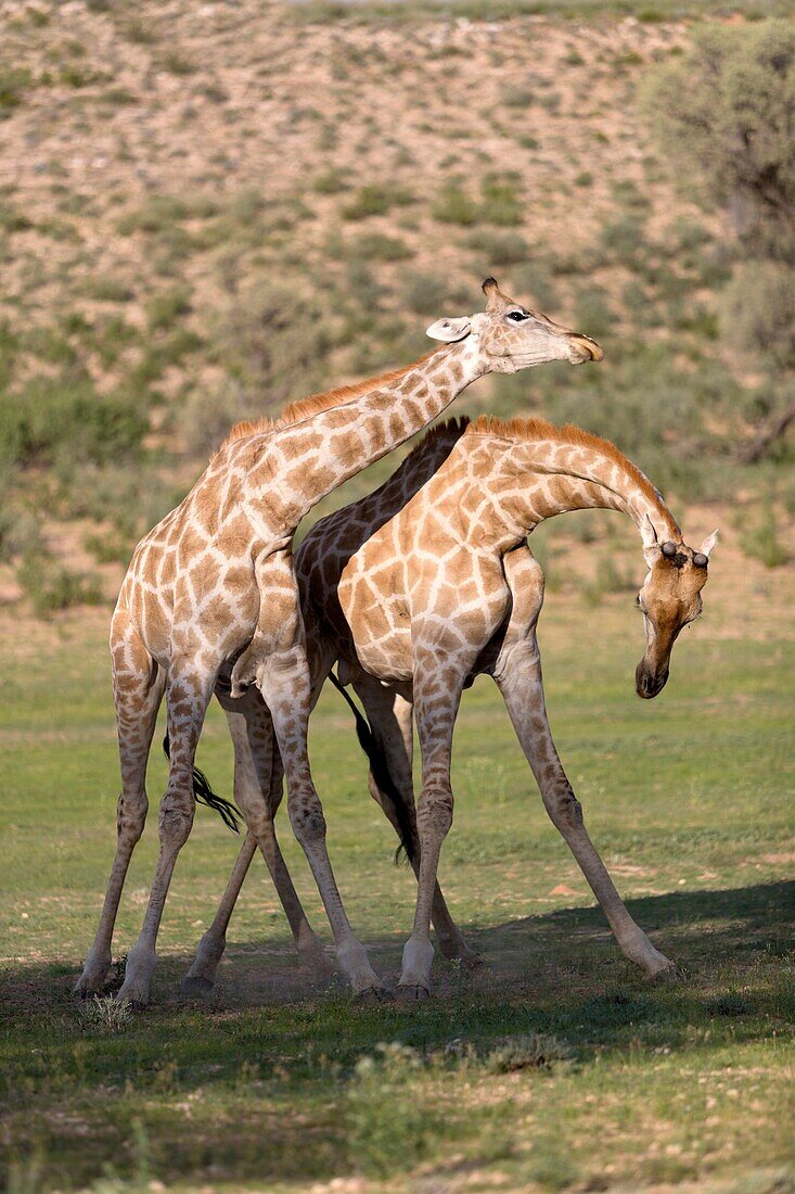 Giraffe (Giraffa giraffa giraffa) - Males, fighting, Kgalagadi Transfrontier Park, Kalahari desert, South Africa/Botswana.