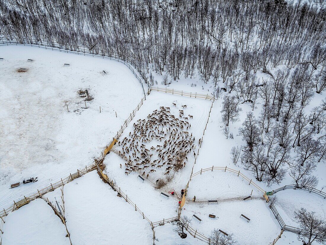 Reindeer herding, Laponian Area, Stora Sjofallet National Park, Lapland, Sweden. World heritiage Area.