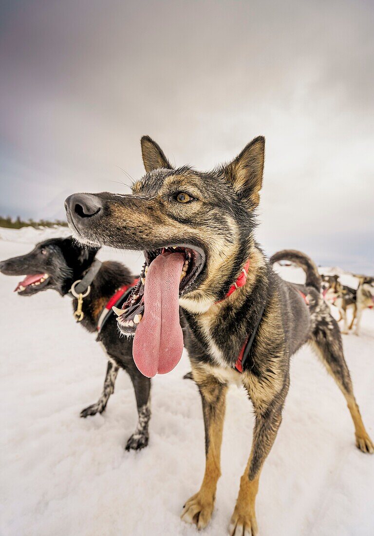 Huskies, sled dogs, Lapland, Sweden.
