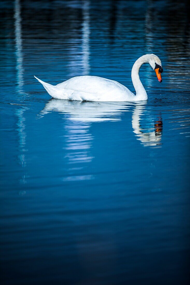 Höckerschwan (Cygnus olor)