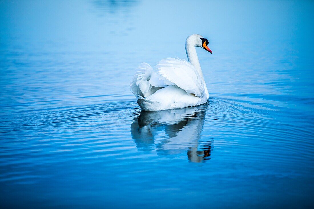 Höckerschwan (Cygnus olor)