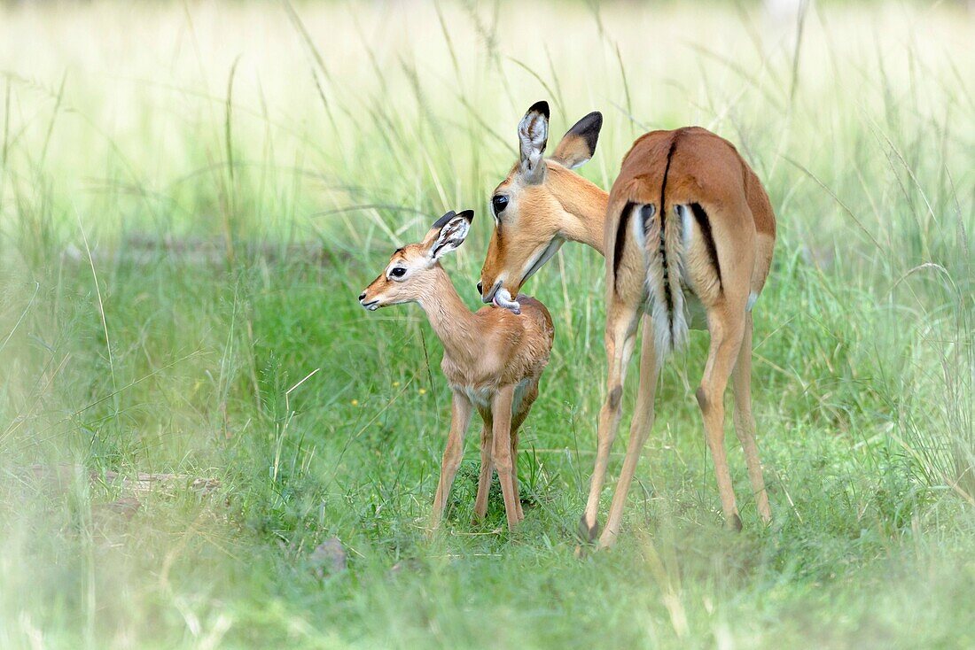 Impala (Aepyceros melampus) mother and new born infant, the mother is still cleaning the baby,Maasai Mara Nationa Reserve, Kenya.