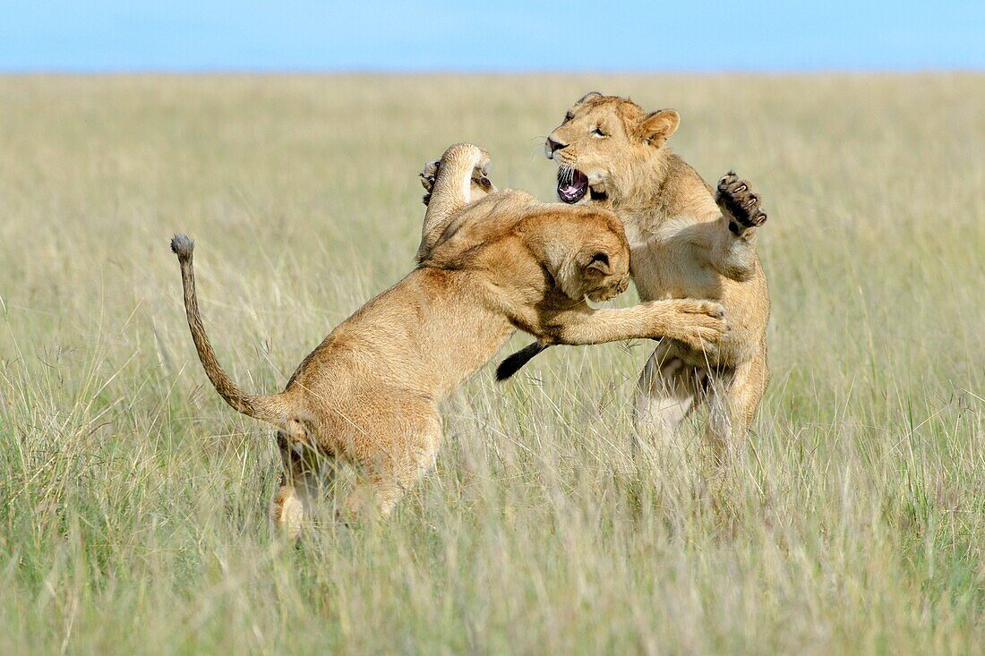 Young lions (Panthera leo) playing together, Maasai Mara national reserve, Kenya.