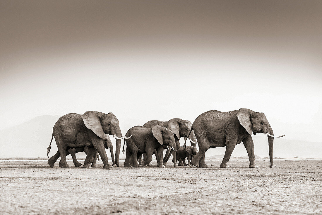 Group of elephants in amboseli