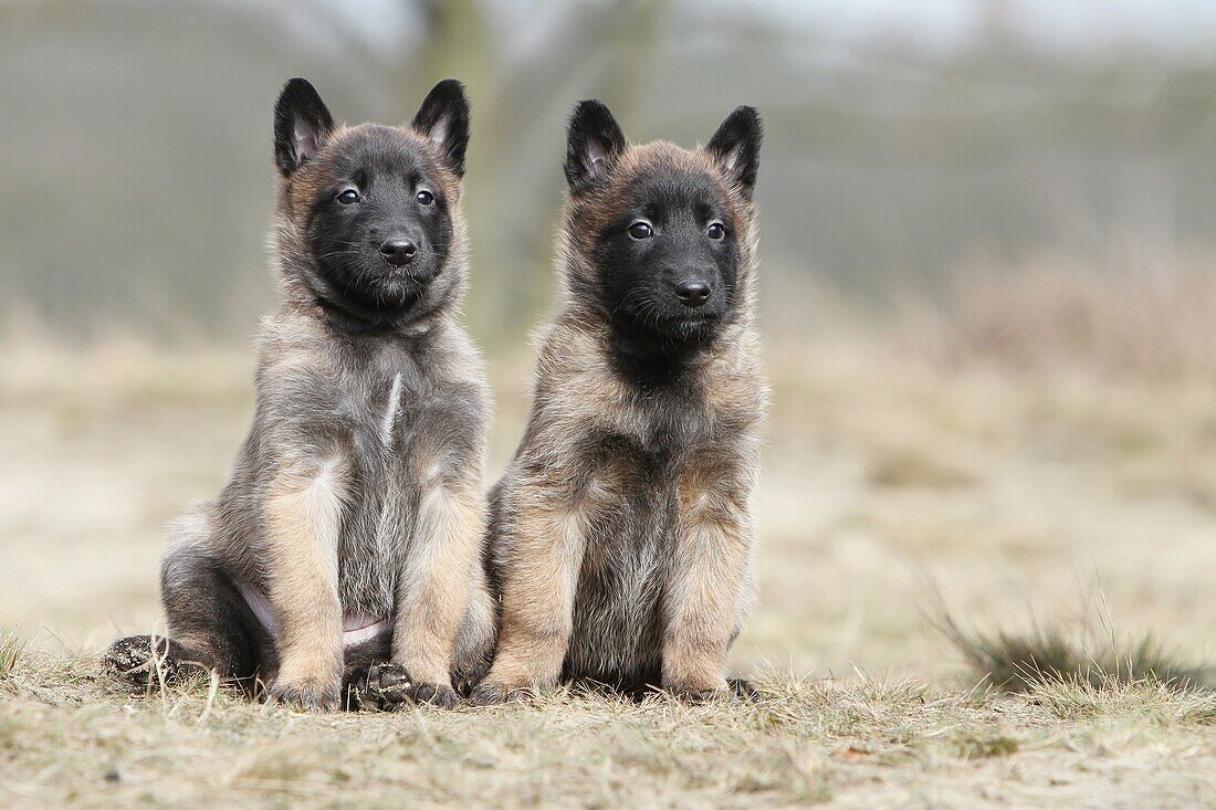 Dog Belgian shepherd Malinois