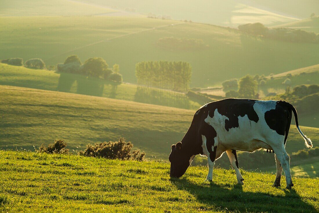 Cow grazing on the South Downs near Brighton, East Sussex, England.