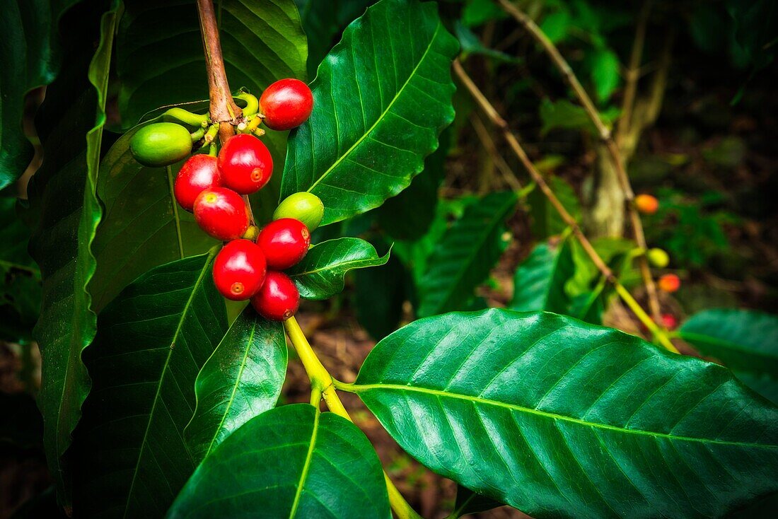 Red Kona coffee cherries on the vine, Captain Cook, The Big Island, Hawaii USA.