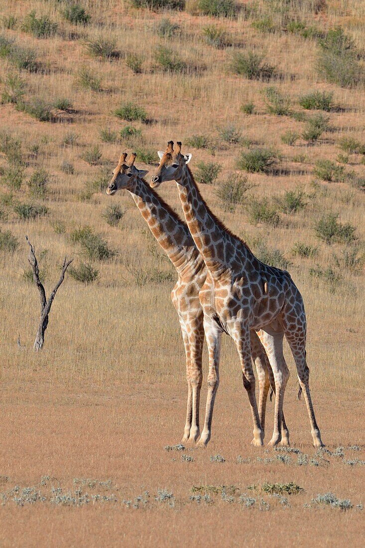 South African giraffes (Giraffa camelopardalis giraffa), two bulls in fighting position, Kgalagadi Transfrontier Park, Northern Cape, South Africa, Africa.
