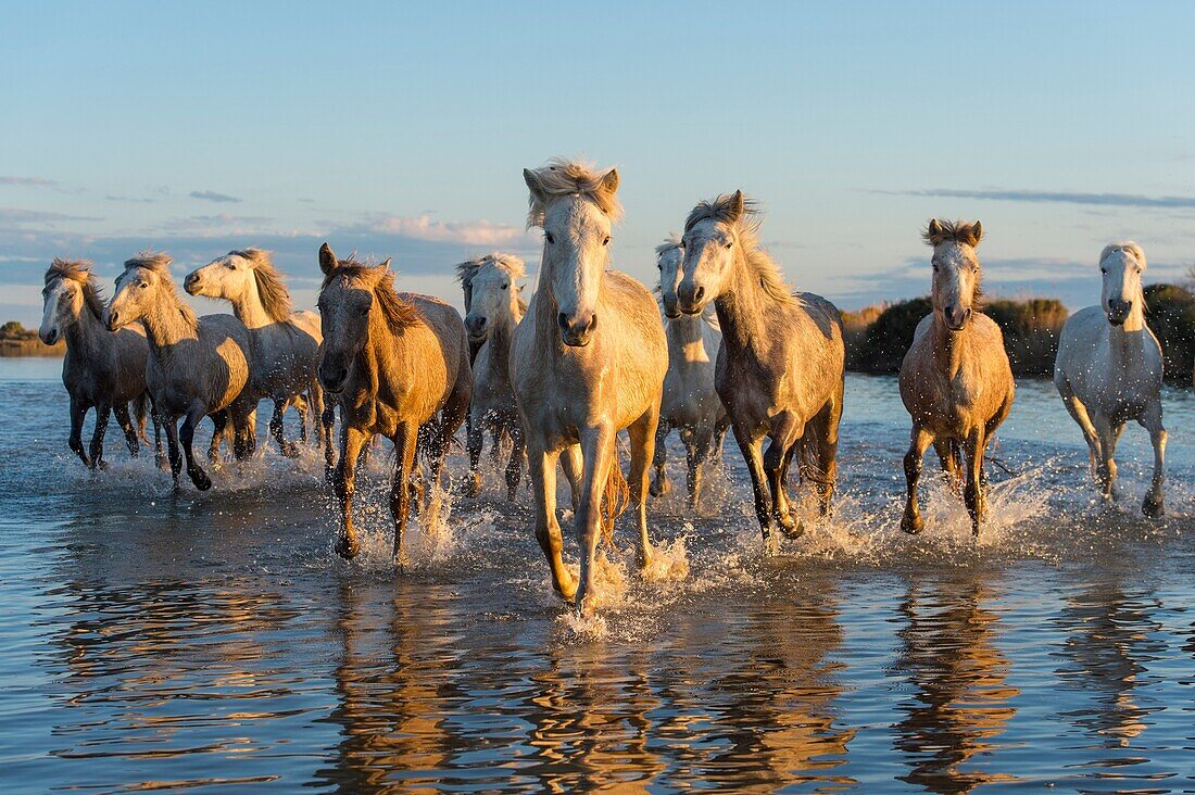 Camargue horses in a marsh of the Camargue in southern France running towards the camera in evening light.