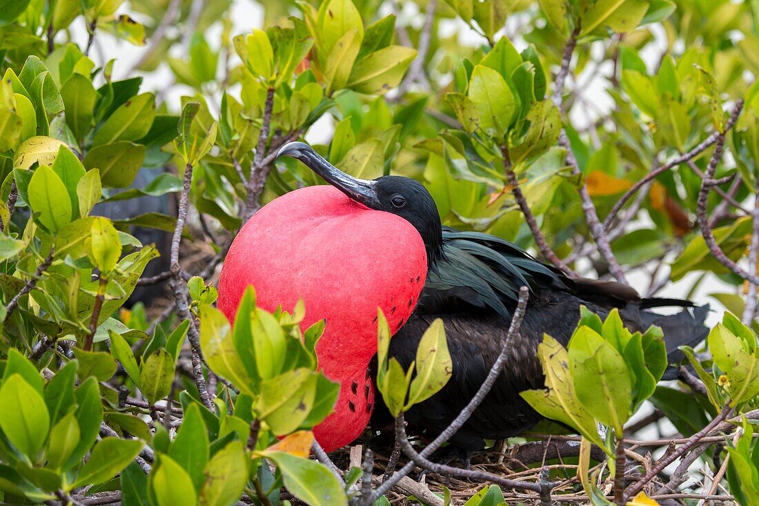 A male frigate bird with inflated throat pouch (breeding season) on Genovesa Island (Tower Island) in the Galapagos Islands, Ecuador.