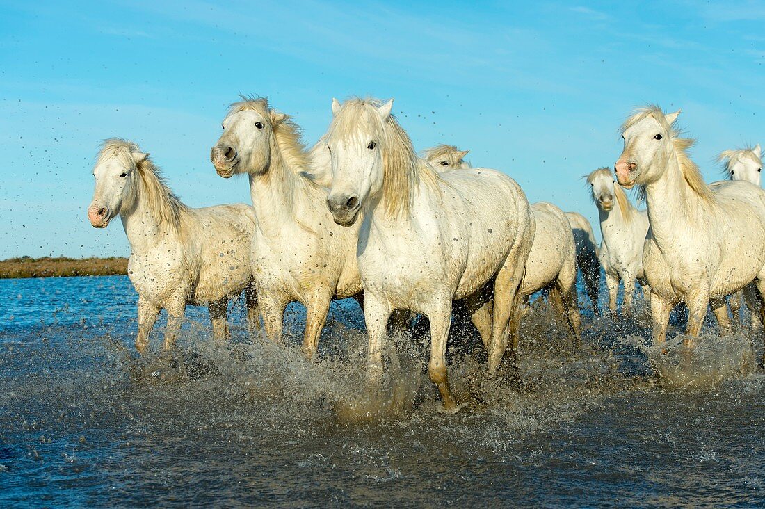Camargue horses running towards the camera through the water of a marsh in the Camargue in southern France.