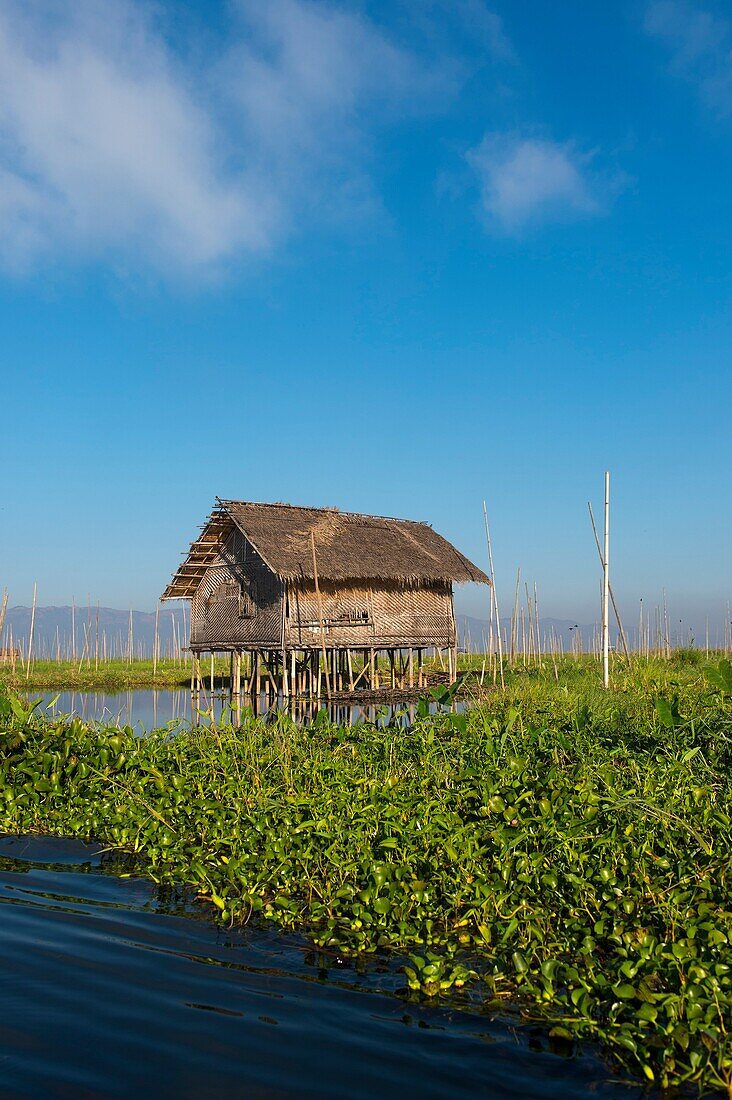 View of a bamboo hut in the floating man-made islands and floating gardens which are kept in place with bamboo sticks that are attached to the bottom of the lake at Inle Lake in Myanmar.