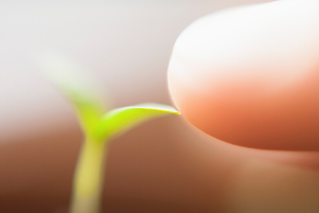 Extreme close-up of finger touching seedling