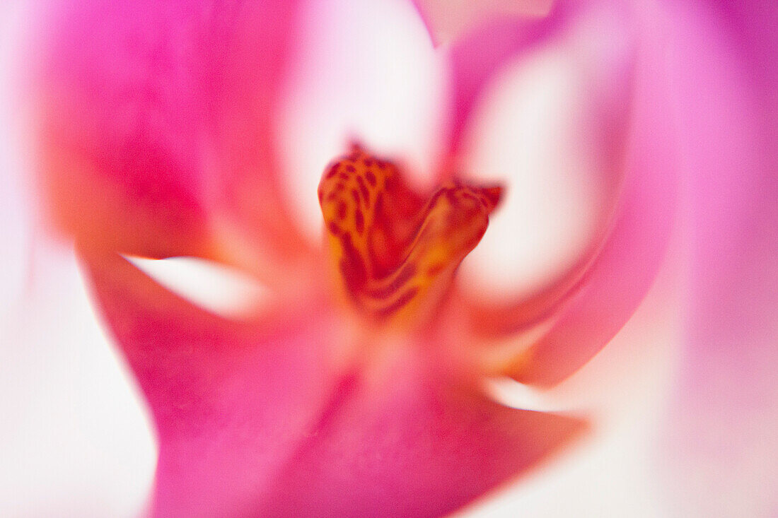 Macro shot of pink orchid