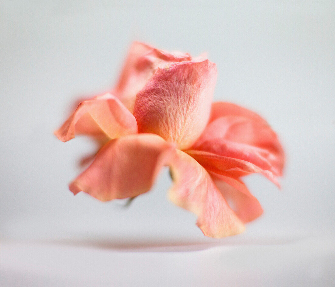 Close-up of wilted flower against white background