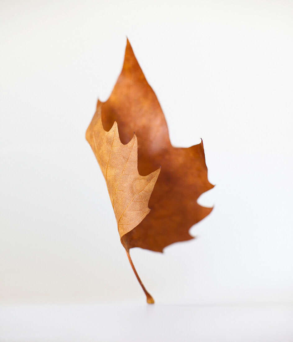 Close-up of dry leaf against white background