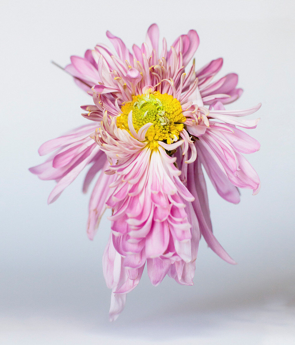 Close-up of wilted pink flower against white background
