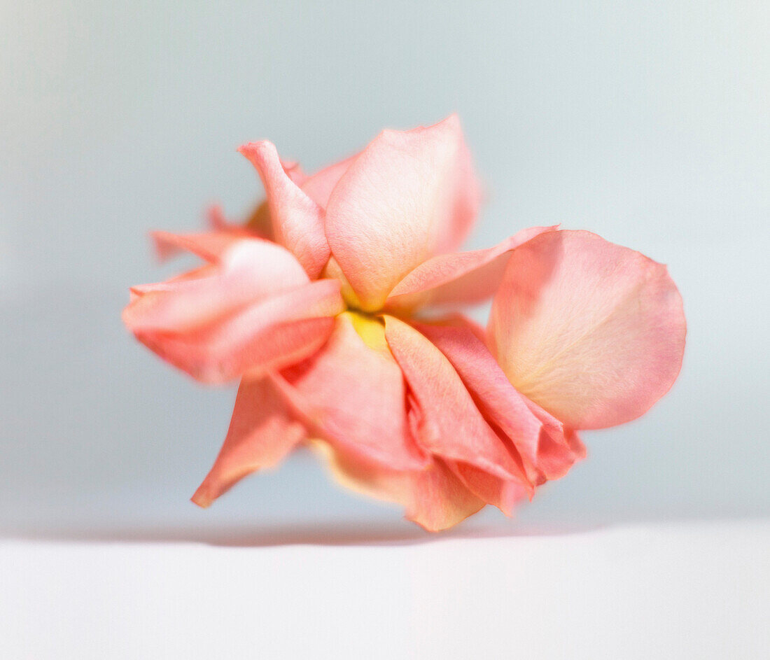 Close-up of wilted flower on white background
