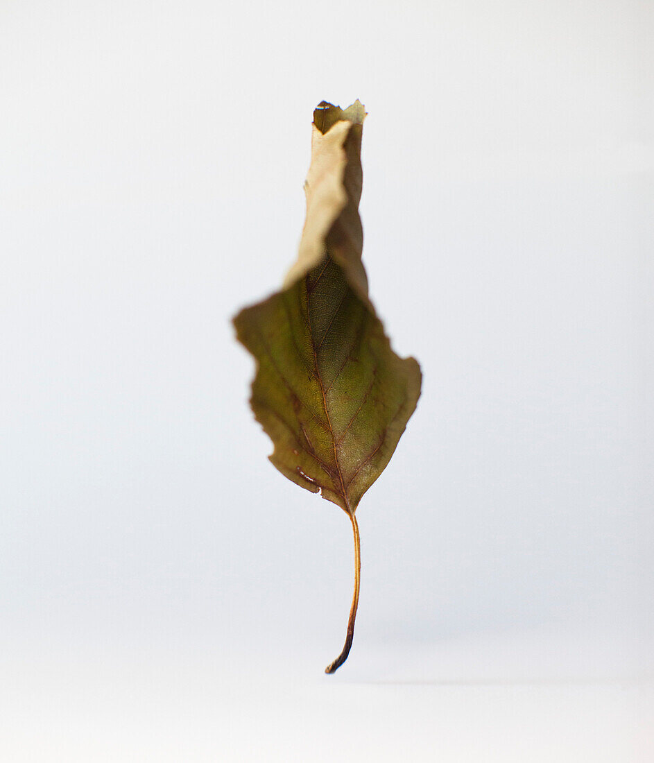 Dry leaf against white background
